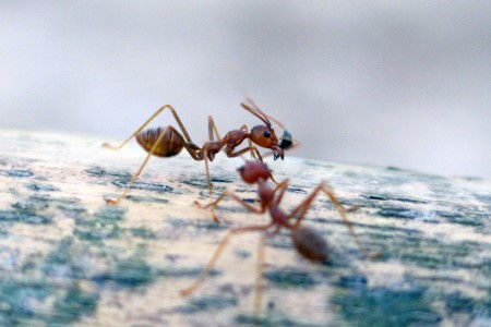 Ants