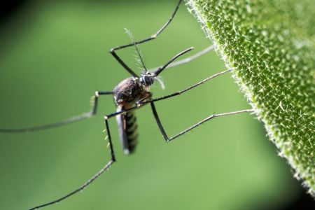 Mosquito control company