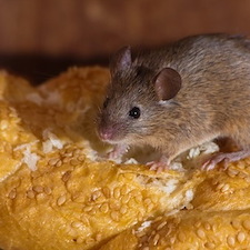 Mice