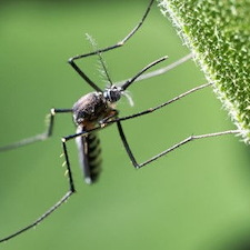Mosquito control company