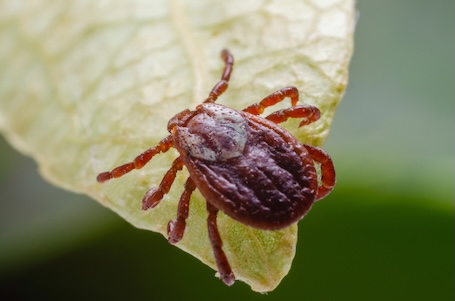 How to prepare yard for mosquito tick control treatments