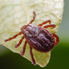 How to Prepare Your Yard for Mosquito and Tick Control Treatments