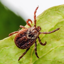 When Is Tick Season in NJ and PA? What Homeowners Need to Know