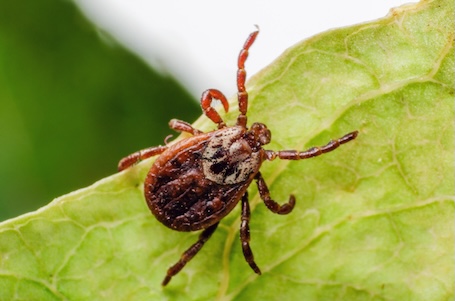 When is tick season in nj and pa what homeowners need to know