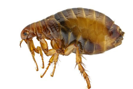 Fleas