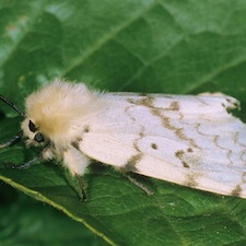 gypsy moths