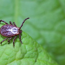 Ticks vs. Fleas: What’s the Difference and How to Protect Your Pets